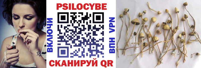 Псилоцибиновые грибы Psilocybe  Билибино 